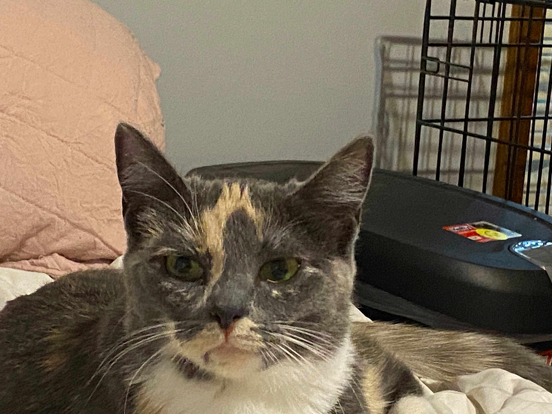 Abby
