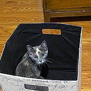 Abby joined the competition — help win amazing prizes! kitten, cat, storage_bin, wooden_floor, indoor, curious, pet, animal, feline, box, sitting, looking_up, cute, young_cat, whiskers, ears, domestic_cat, home, flooring, container