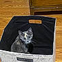kitten, cat, storage_bin, wooden_floor, indoor, curious, pet, animal, feline, box, sitting, looking_up, cute, young_cat, whiskers, ears, domestic_cat, home, flooring, container