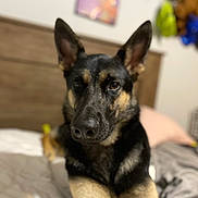 Atlas is registered to the contest to win money with this photo: dog, german_shepherd, bed, indoor, pet, animal, ears, fur, canine, portrait, looking_at_camera, black_and_tan, household, cozy, resting, domestic, closeup, nose, bedroom, focus