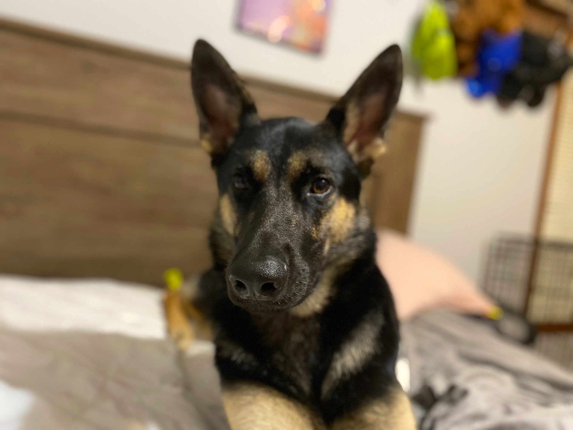 Atlas