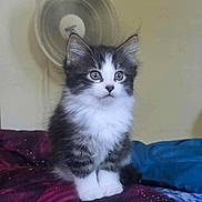 Mochi joined the competition — help win amazing prizes! kitten, cat, fluffy, pet, animal, indoor, bed, blanket, curious, young, cute, whiskers, ears, fur, sitting, domestic, portrait, feline, cozy, background
