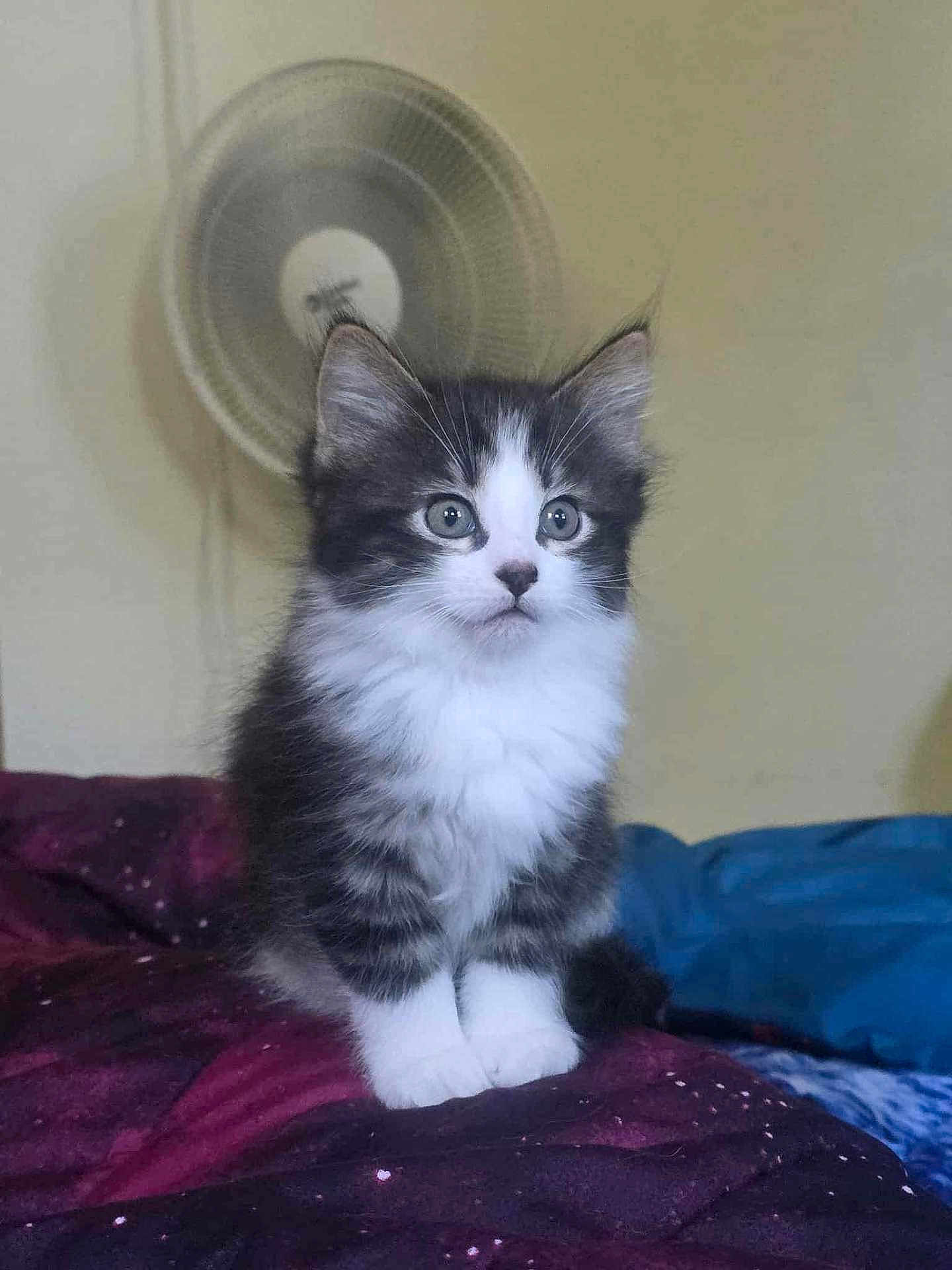 Mochi