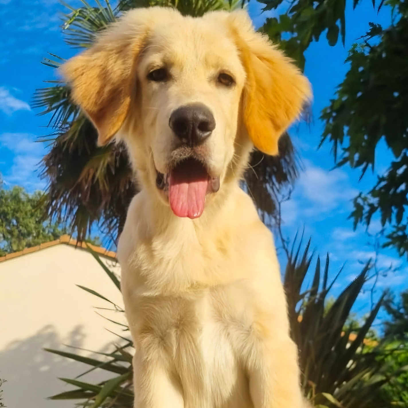 Valko a rejoint le concours — aidez-le/la à gagner de superbes lots ! animal, blue_sky, cute, dog, ears, face, fur, golden_retriever, greenery, happy, nature, nose, outdoor, pet, playful, puppy, summer, sunlight, tongue_out, young