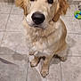 Valko participe au concours pour gagner de l'argent avec cette photo : dog, golden_retriever, puppy, indoor, tile_floor, pet_toy, radiator, looking_up, cute, animal, mammal, fur, sitting, canine, companion, domestic_animal, adorable, whiskers, ears, floor