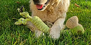 Oxy a rejoint le concours — aidez-le/la à gagner de superbes lots ! dog, golden_retriever, grass, toy, rope_toy, plush_toy, outdoor, sunlight, garden, happy, pet, canine, nature, greenery, playful, animal, summer, daytime, relaxed, smiling