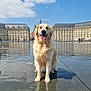 dog, golden_retriever, water, reflection, building, architecture, sky, clouds, outdoor, sunny, happy, animal, pet, tongue_out, sitting, urban, tourist, people, pavement, daytime
