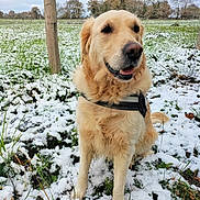 Oxy a rejoint le concours — aidez-le/la à gagner de superbes lots ! dog, golden_retriever, snow, grass, outdoor, field, fence, wooden_post, canine, pet, animal, winter, nature, happy, fur, sitting, muzzle, ears, sky, cloudy