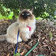 Stormi joined the competition — help win amazing prizes! cat, blue_eyes, fluffy_fur, pink_harness, blue_leash, outdoor, leaves, bush, greenery, nature, ground, curious, pet, animal, sitting, fur, closeup, daylight, garden, brown