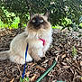Muffin joined the competition — help win amazing prizes! cat, blue_eyes, fluffy_fur, pink_harness, blue_leash, outdoor, leaves, bush, greenery, nature, ground, curious, pet, animal, sitting, fur, closeup, daylight, garden, brown