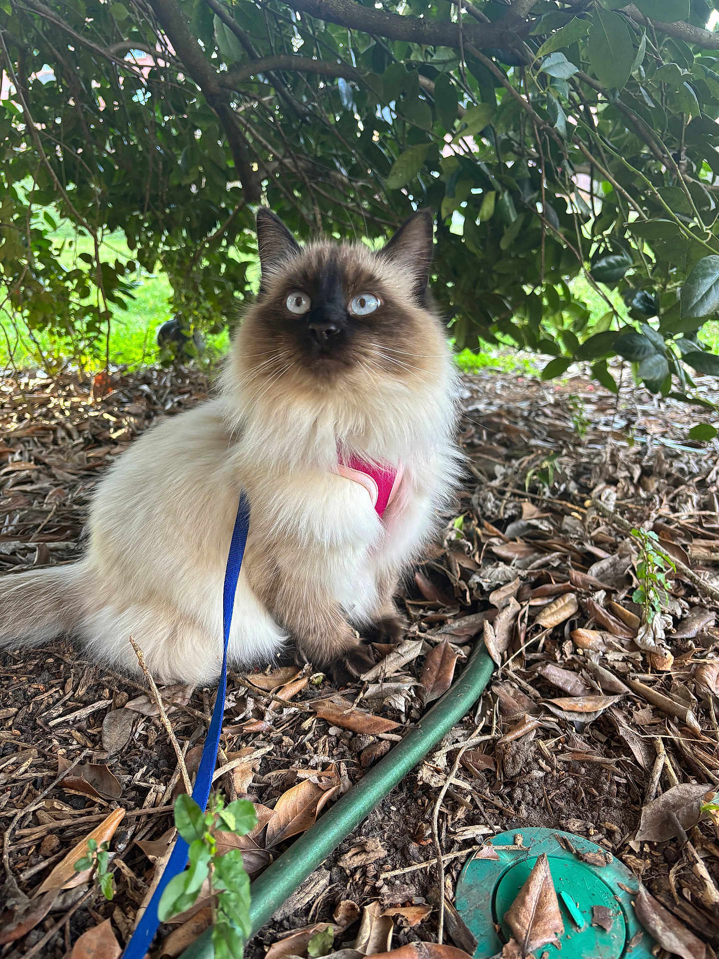 Muffin joined the competition — help win amazing prizes! cat, blue_eyes, fluffy_fur, pink_harness, blue_leash, outdoor, leaves, bush, greenery, nature, ground, curious, pet, animal, sitting, fur, closeup, daylight, garden, brown
