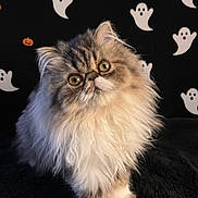 Muffin joined the competition — help win amazing prizes! cat, persian_cat, fluffy, long_hair, pet, animal, cute, wide_eyes, portrait, indoor, black_background, ghosts, pumpkins, halloween, decor, feline, whiskers, soft, fur, sitting