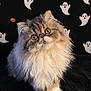 cat, persian_cat, fluffy, long_hair, pet, animal, cute, wide_eyes, portrait, indoor, black_background, ghosts, pumpkins, halloween, decor, feline, whiskers, soft, fur, sitting