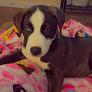 Sullivan is registered to the contest to win money with this photo: puppy, dog, black_and_white, heterochromia, blanket, pink, cartoon_characters, indoor, cute, pet, animal, cozy, young_dog, laying_down, fur, nose, ears, eyes, comfort, home