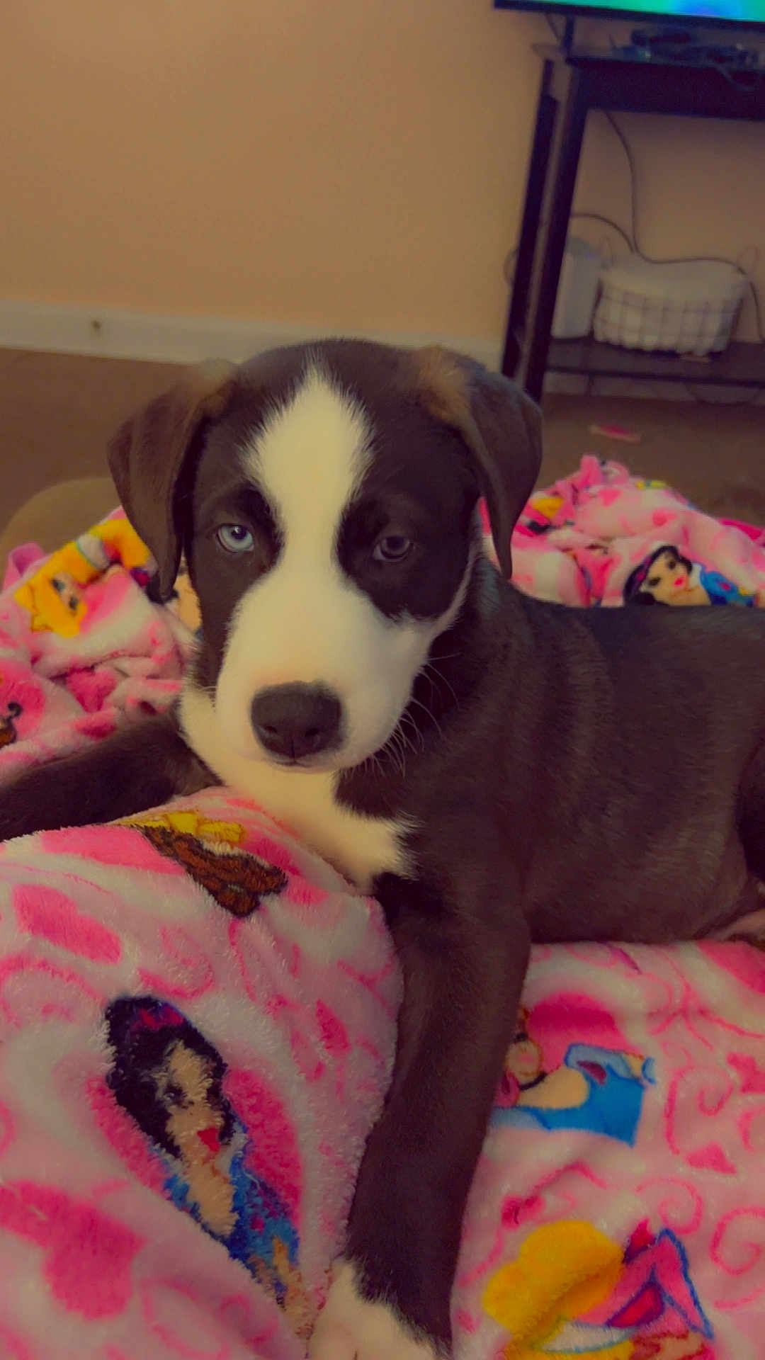 Sullivan is registered to the contest to win money with this photo: puppy, dog, black_and_white, heterochromia, blanket, pink, cartoon_characters, indoor, cute, pet, animal, cozy, young_dog, laying_down, fur, nose, ears, eyes, comfort, home