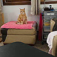 Peaches is registered to the contest to win money with this photo: cat, orange_tabby, ottoman, pink_cloth, window, air_conditioner, curtains, drawer_unit, indoor, carpet, furniture, pet, sitting, looking_at_camera, calm, cozy_room, household_items, domestic, home_interior, relaxed