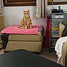 cat, orange_tabby, ottoman, pink_cloth, window, air_conditioner, curtains, drawer_unit, indoor, carpet, furniture, pet, sitting, looking_at_camera, calm, cozy_room, household_items, domestic, home_interior, relaxed