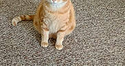 Peaches is registered to the contest to win money with this photo: cat, orange_tabby, carpet, indoor, box_fan, wooden_floor, wooden_furniture, pet, animal, sitting, curious, feline, domestic_cat, flooring, home, appliance, quiet, relaxed, fur, whiskers