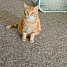 cat, orange_tabby, carpet, indoor, box_fan, wooden_floor, wooden_furniture, pet, animal, sitting, curious, feline, domestic_cat, flooring, home, appliance, quiet, relaxed, fur, whiskers