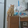 Peaches joined the competition — help win amazing prizes! cat, orange_tabby, furniture, cabinet, kitchen, refrigerator, mop, plastic_bag, household_items, clutter, indoor, pet, animal, wall, power_outlet, cord, box, container, table, domestic