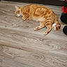 Peaches is registered to the contest to win money with this photo: cat, orange_tabby, sleeping, wooden_floor, indoor, flooring, wall, relaxation, pet, home, animal, fur, whiskers, ears, tail, quiet, rest, domestic_cat, mammal, cozy