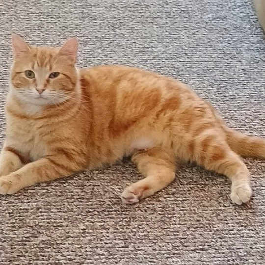 Peaches