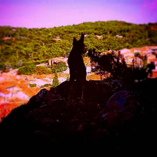 Napoléon participe au concours pour gagner de l'argent avec cette photo : atmosphere, canidae, carnivore, cat, cloud, dusk, evening, felidae, hill, horizon, night, rock, sea, silhouette, sky, small_to_medium_sized_cats, sunlight, sunset, tree, wildlife