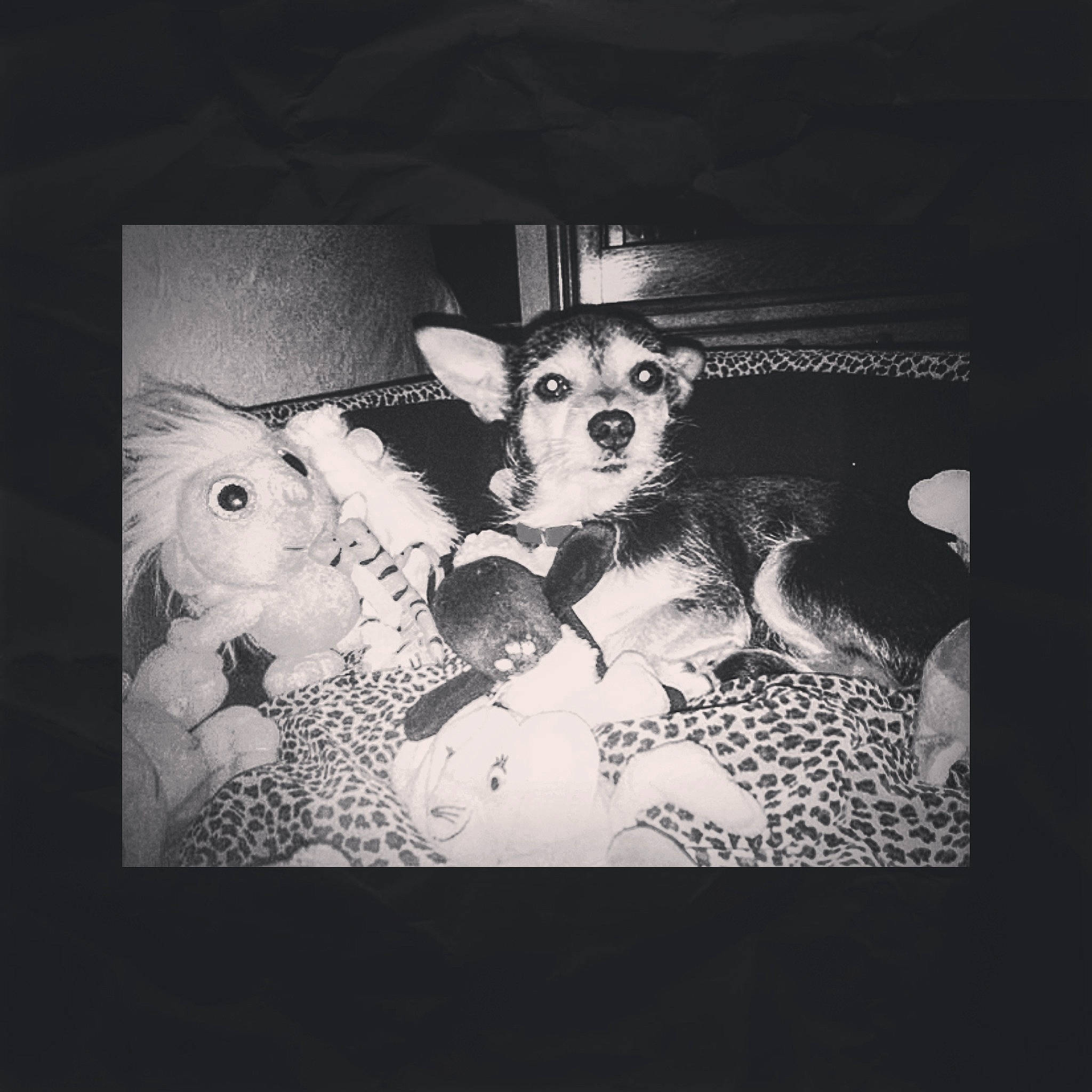 Napoléon participe au concours pour gagner de l'argent avec cette photo : black_and_white, canidae, carnivore, chihuahua, dog, dog_breed, ear, fur, illustration, monochrome, photograph, photography, puppy, snapshot, snout, square, style, toy_dog