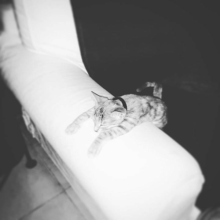 Zazou a rejoint le concours — aidez-le/la à gagner de superbes lots ! arm, black, black_and_white, cat, dress, felidae, joint, kitten, leg, monochrome, monochrome_photography, photograph, photography, room, shoe, skin, small_to_medium_sized_cats, style, whiskers, white