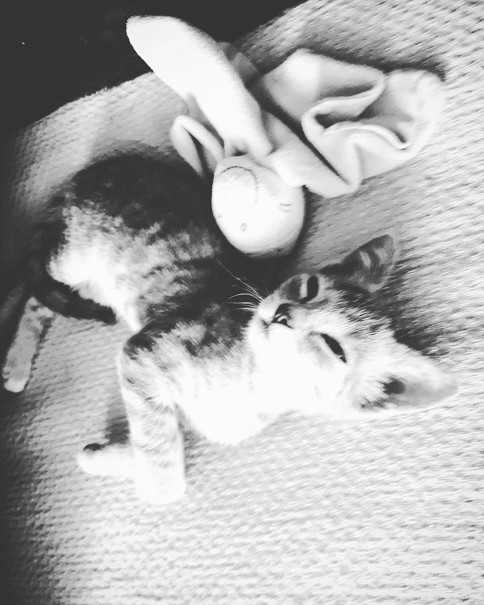 Zazou participe au concours pour gagner de l'argent avec cette photo : black_and_white, canidae, ear, monochrome, monochrome_photography, photography, style