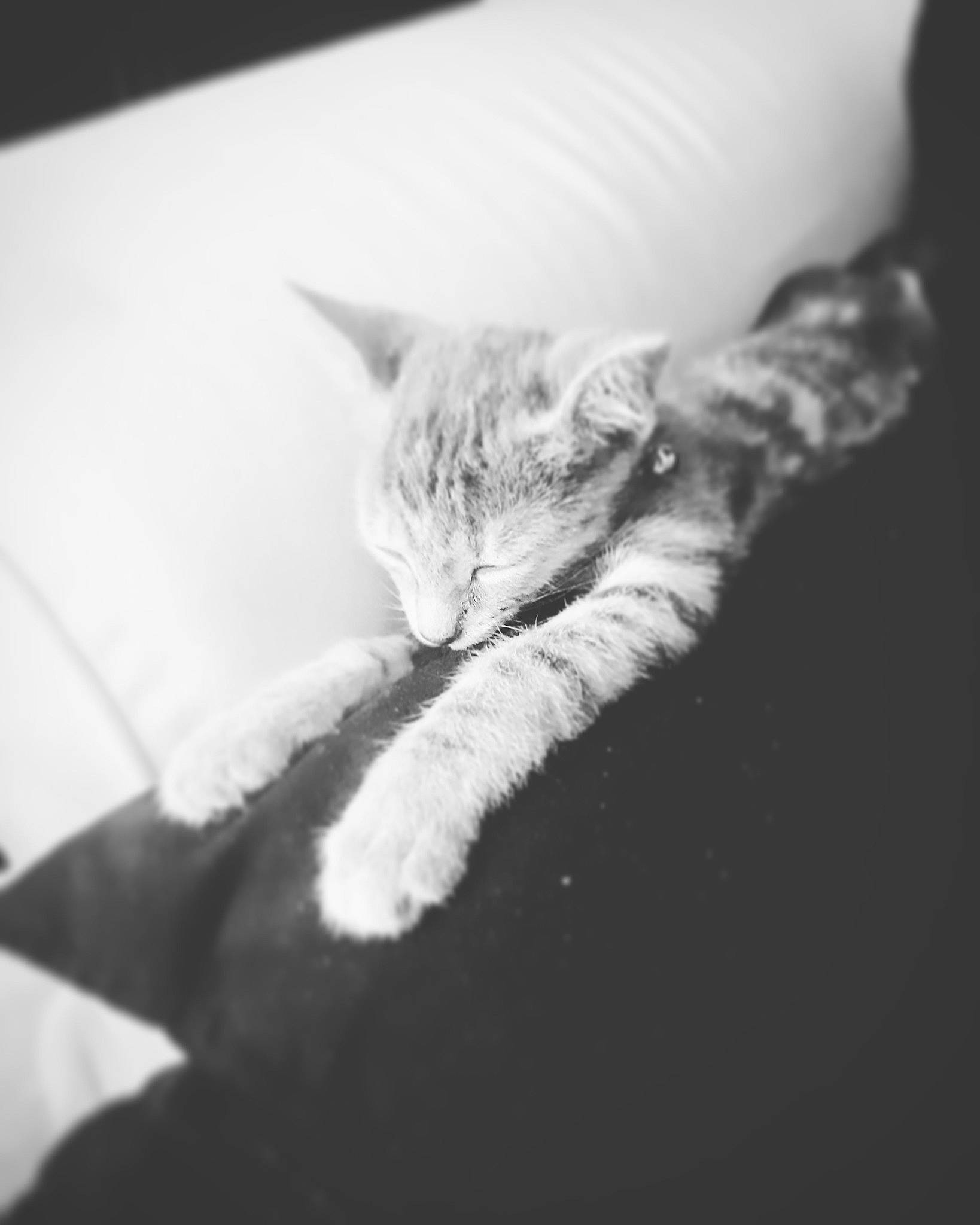 Zazou a rejoint le concours — aidez-le/la à gagner de superbes lots ! beauty, black, black_and_white, carnivore, cat, cloud, ear, eye, felidae, fur, kitten, leg, monochrome, monochrome_photography, paw, sky, small_to_medium_sized_cats, snapshot, whiskers, white