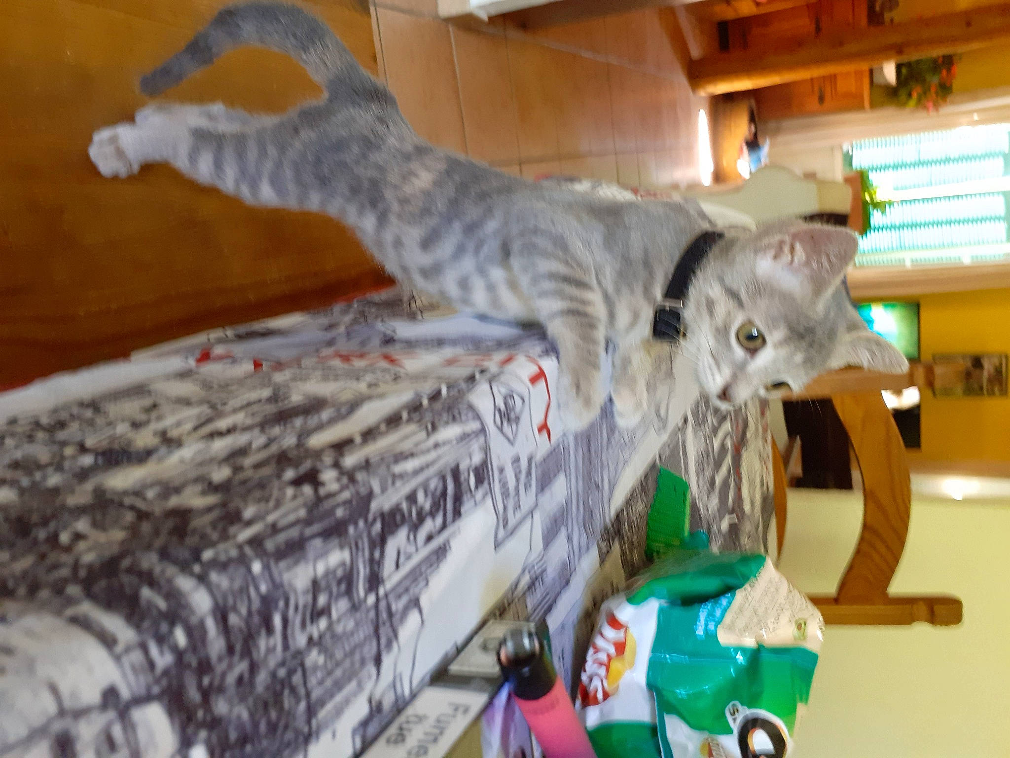 Zazou a rejoint le concours — aidez-le/la à gagner de superbes lots ! carnivore, cat, domestic_short_haired_cat, dragon_li, egyptian_mau, european_shorthair, felidae, ocicat, oriental_shorthair, pixie_bob, russian_blue, small_to_medium_sized_cats, tabby_cat, tail, whiskers