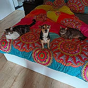 Simba a rejoint le concours — aidez-le/la à gagner de superbes lots ! animal, bed, bedspread, canine, cat, colorful, cute, dog, domestic_animal, feline, floor, furniture, indoor, mammal, pattern, pet, relaxing, resting, sleeping, wood_floor