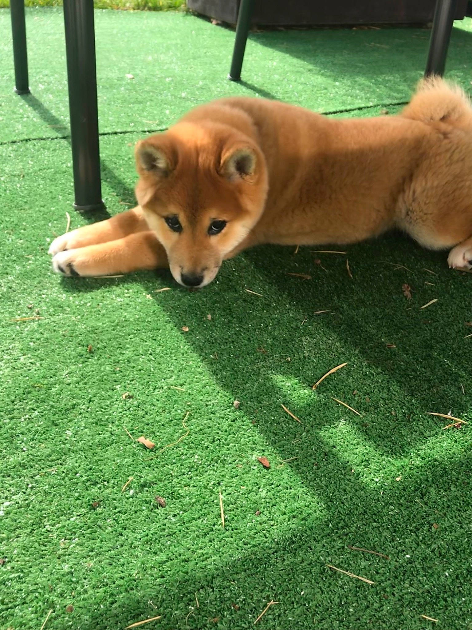 Yuna a rejoint le concours — aidez-le/la à gagner de superbes lots ! ancient_dog_breeds, canidae, carnivore, chair, companion_dog, dog, dog_breed, fawn, flooring, grass, green, groundcover, leisure, non_sporting_group, plant, spitz, table, tail, wood, working_animal