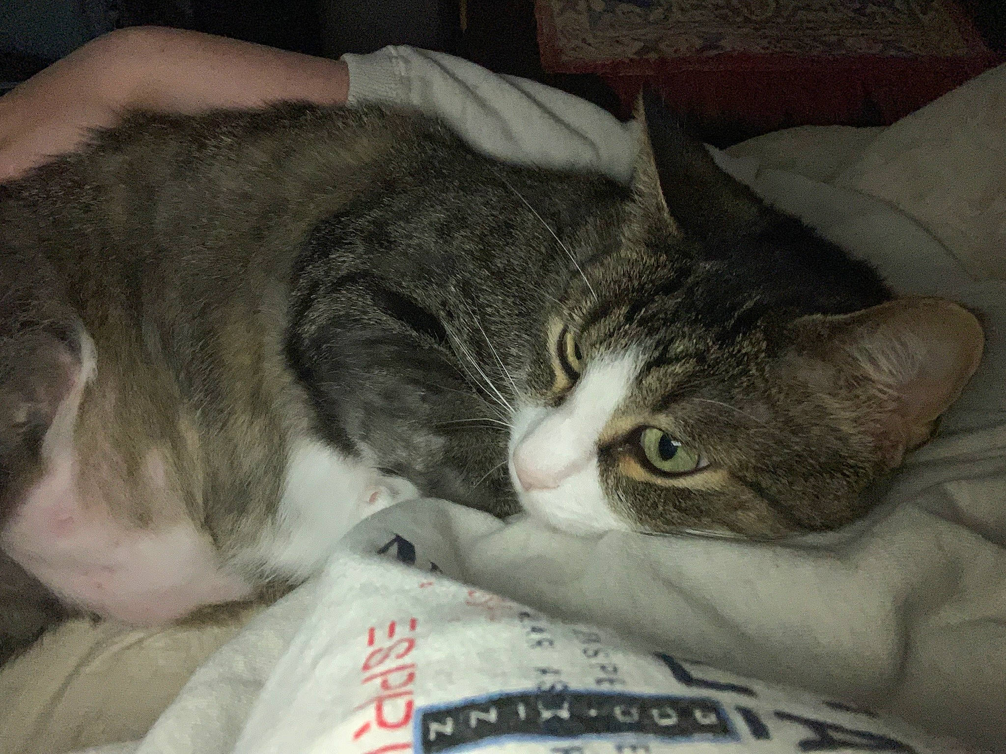 Micha is registered to the contest to win money with this photo: carnivore, cat, claw, comfort, domestic_short_haired_cat, ear, eye, felidae, fur, grey, nap, paw, photo_caption, sleep, small_to_medium_sized_cats, snout, tail, whiskers