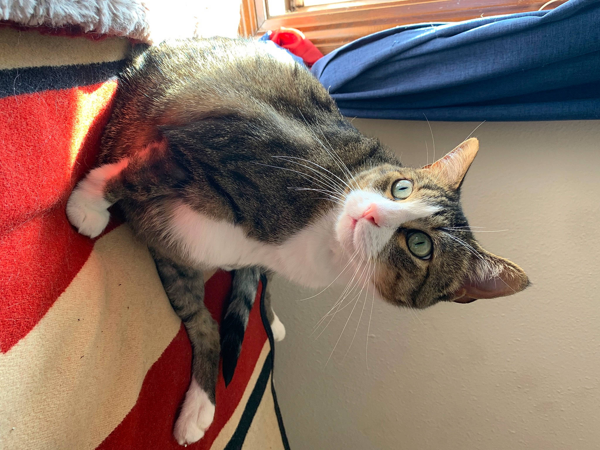 Micha is registered to the contest to win money with this photo: carnivore, cat, claw, collar, comfort, domestic_short_haired_cat, ear, felidae, fur, mammal, paw, small_to_medium_sized_cats, snout, tail, vertebrate, whiskers