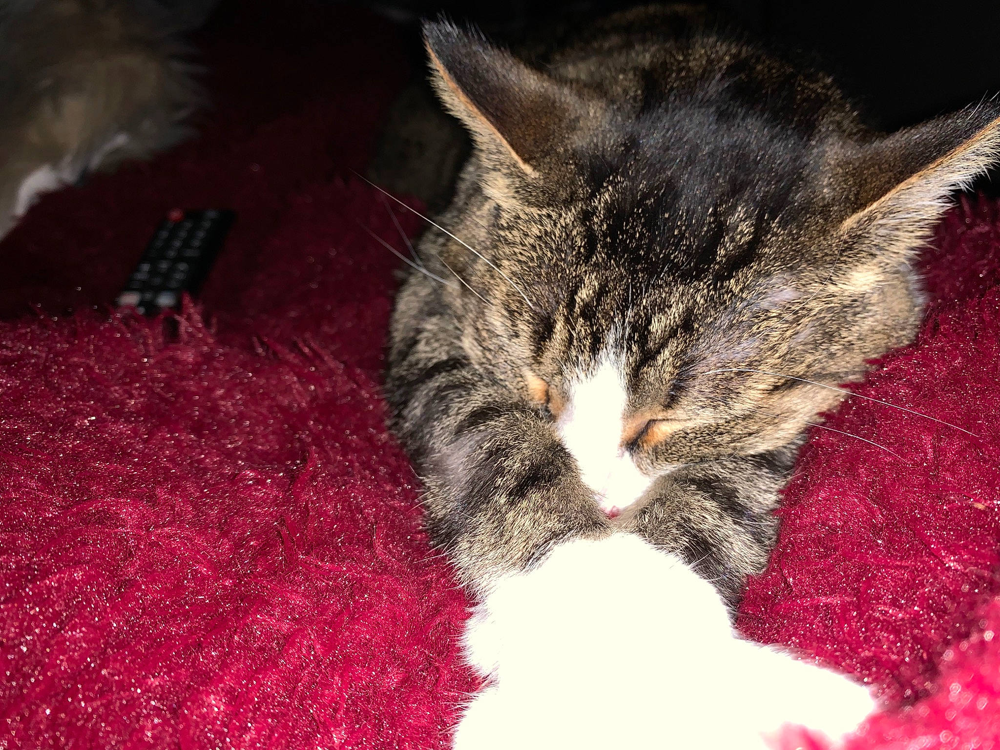 Micha joined the competition — help win amazing prizes! carmine, carnivore, carpet, cat, claw, domestic_short_haired_cat, felidae, fur, grass, linens, magenta, nap, pattern, paw, sleep, small_to_medium_sized_cats, snout, tail, textile, whiskers