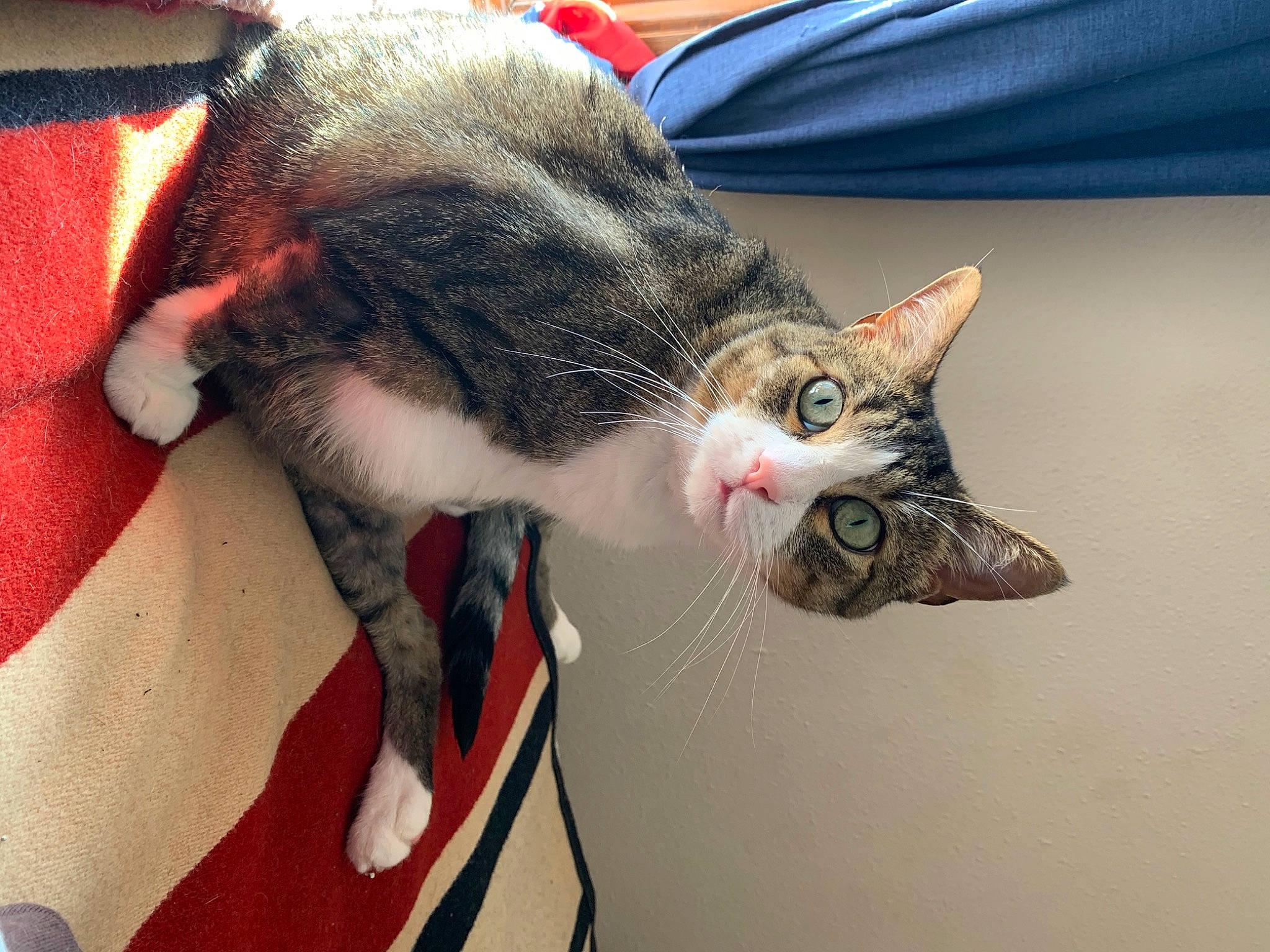 Micha is registered to the contest to win money with this photo: carnivore, cat, claw, comfort, domestic_short_haired_cat, ear, felidae, fur, nap, paw, plant, small_to_medium_sized_cats, snout, tail, tree, whiskers