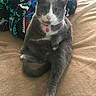 cat, gray_cat, white_cat, pet, collar, pink_collar, blanket, colorful_blanket, beige_blanket, indoor, feline, animal, cute, sitting, stretching, fur, whiskers, paw, tail, relaxed