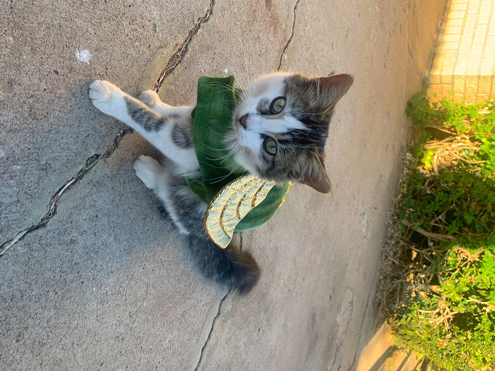 Chikis is registered to the contest to win money with this photo: art, asphalt, carnivore, cat, domestic_short_haired_cat, felidae, fur, grass, groundcover, paw, plant, road_surface, sand, shadow, small_to_medium_sized_cats, snout, soil, tail, terrestrial_animal, whiskers