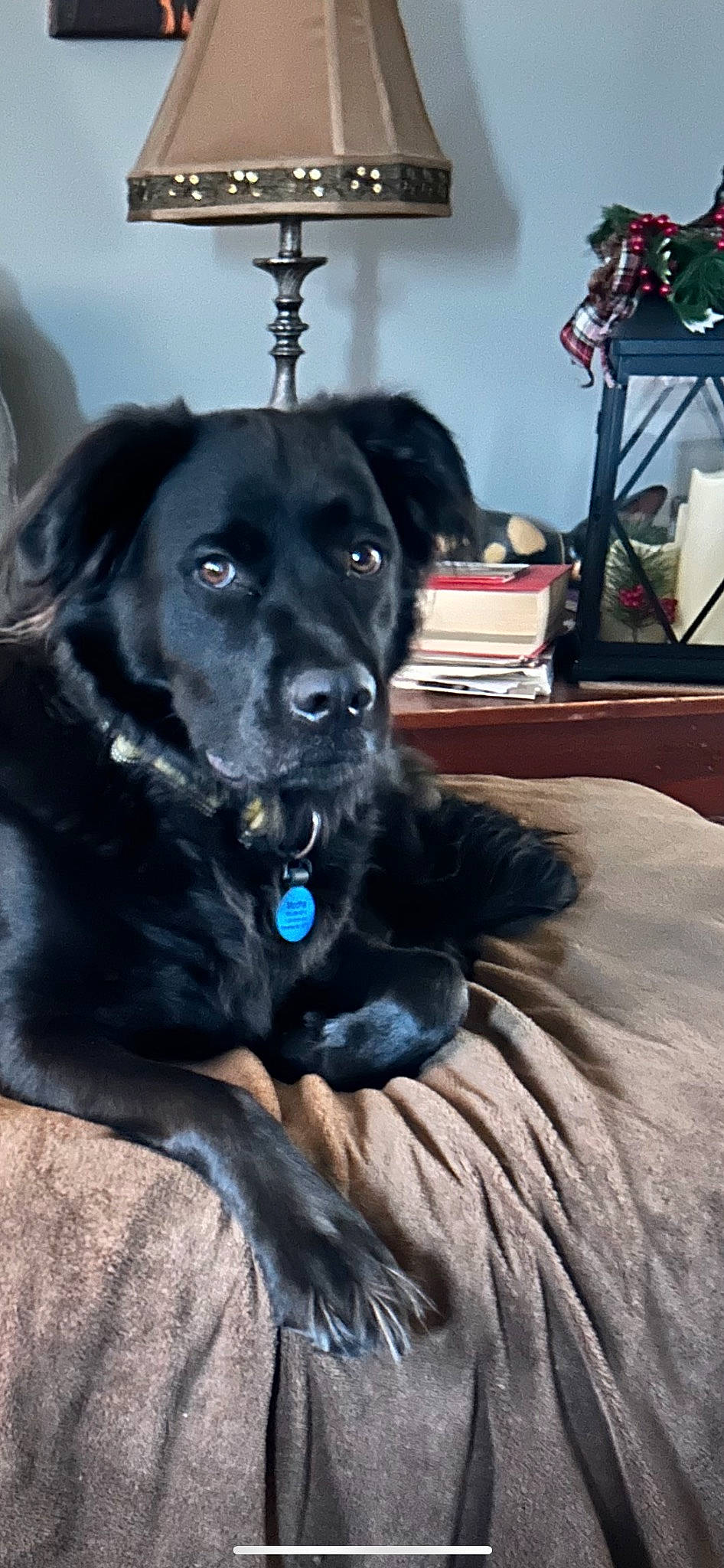 Mochabeans joined the competition — help win amazing prizes! borador, canidae, carnivore, collar, comfort, companion_dog, dog, dog_breed, dog_collar, electric_blue, fur, guard_dog, lamp, non_sporting_group, puppy, sporting_group, television, terrestrial_animal, whiskers, working_animal