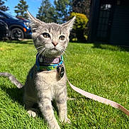 Cleo joined the competition — help win amazing prizes! cat, kitten, gray_cat, animal, pet, outdoor, grass, lawn, sunlight, harness, leash, collar, tag, sitting, front_view, whiskers, ears, blue_sky, trees, car