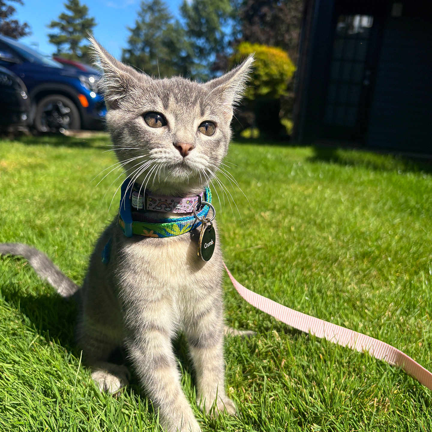 Cleo