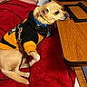 Benson Joseph is registered to the contest to win money with this photo: dog, small_dog, yellow_sweater, black_sweater, pet_clothing, red_blanket, wooden_table, indoor, leash, collar, blue_collar, dog_tag, resting, looking_sideways, fur, paw, floor, furniture, domestic, companion
