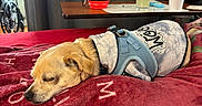 Benson Joseph is registered to the contest to win money with this photo: dog, sleeping, blanket, hoodie, harness, indoor, table, drink, cup, collapsible_bowl, curtains, resting, pet, cozy, red_blanket, furniture, calm, relaxed, side_view, domestic