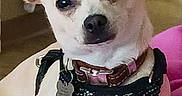 Benson Joseph is registered to the contest to win money with this photo: animal, canine, collar, companion, cute, dog, domestic, ears, fur, harness, indoor, looking_at_camera, paw, pet, pink_blanket, portrait, relaxed, resting, small_dog, tag