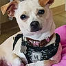 Benson Joseph is registered to the contest to win money with this photo: dog, small_dog, pet, indoor, pink_blanket, harness, collar, tag, cute, relaxed, animal, canine, fur, ears, paw, looking_at_camera, domestic, companion, resting, portrait
