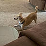 dog, small_dog, carpet, living_room, furniture, couch, table, pet, playful, alert, indoor, beige, brown, collar, canine, animal, home, stretching, cute, domestic