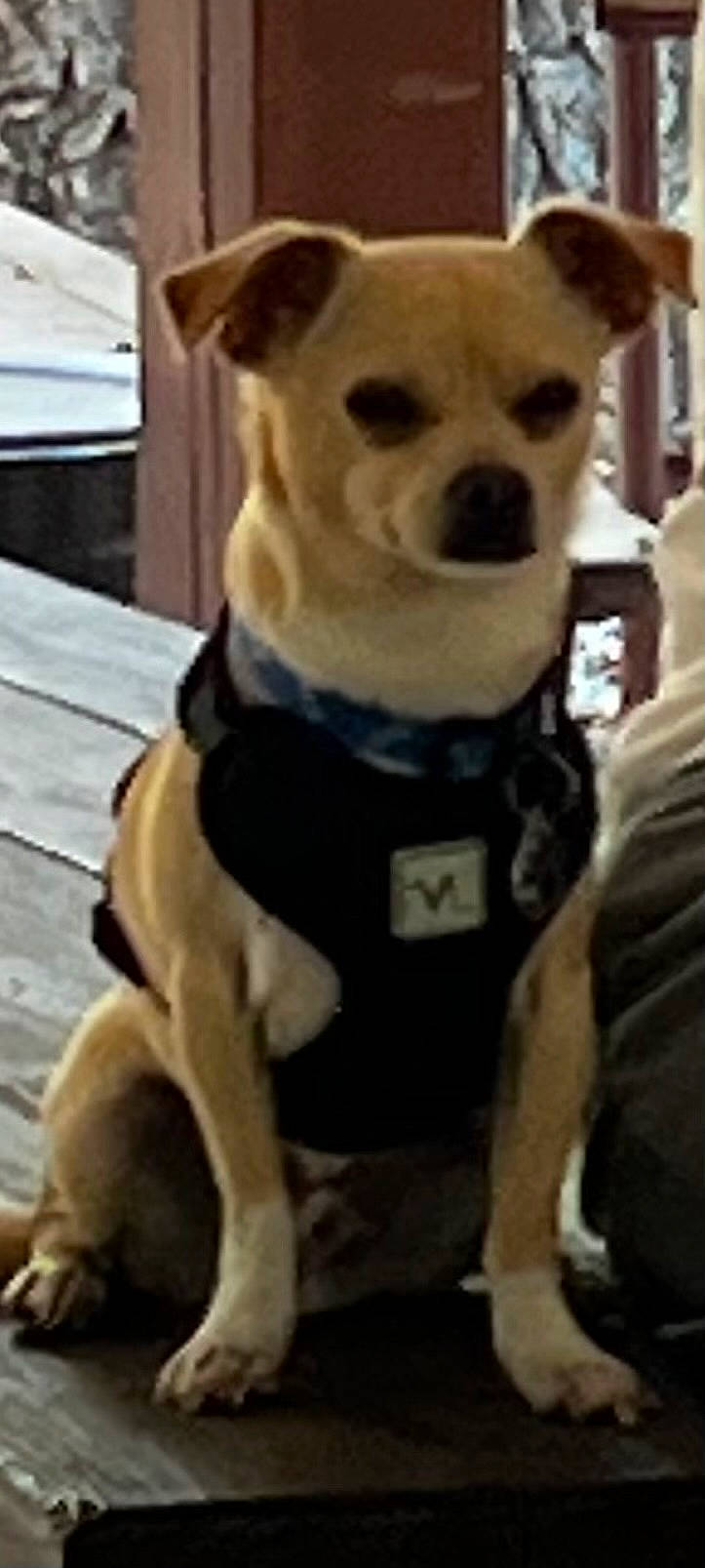 animal, brown_fur, calm, canine, collar, companion, dog, domestic_animal, ears, front_paws, fur, harness, leash, outdoor, pet, quiet, resting, sitting, small_dog, wooden_deck