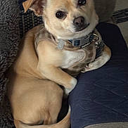 Benson joined the competition — help win amazing prizes! dog, small_dog, tan_dog, pet, indoor, quilted_blanket, plaid_harness, collar, tag, cute, looking_at_camera, relaxed, furniture, sofa, paw, tail, ears, snout, fur, companion